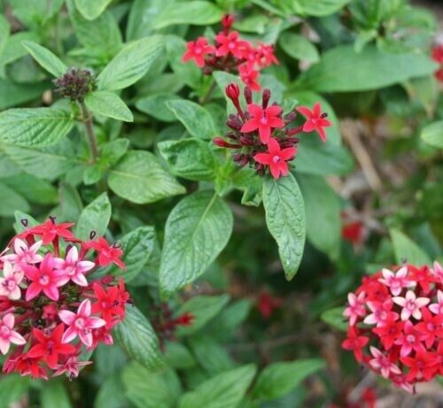 Pentas lanceolata