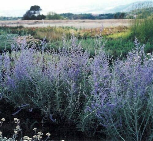 Perovskia Atriplicifolia