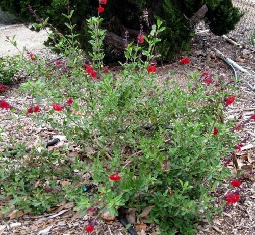 Salvia Greggii ‘Red Crayon Sage’