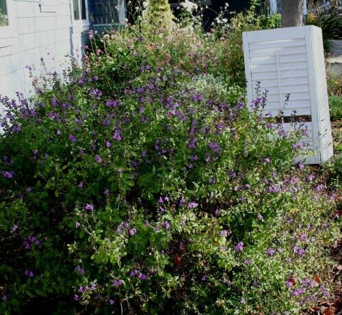 Salvia Greggii Hybrid ‘Concord Grape Crayon Sage’