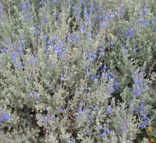 Salvia Chamaedryoides