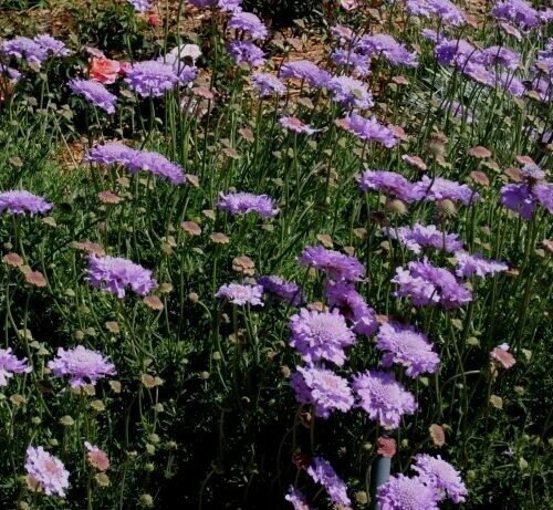 Scabiosa Columaria