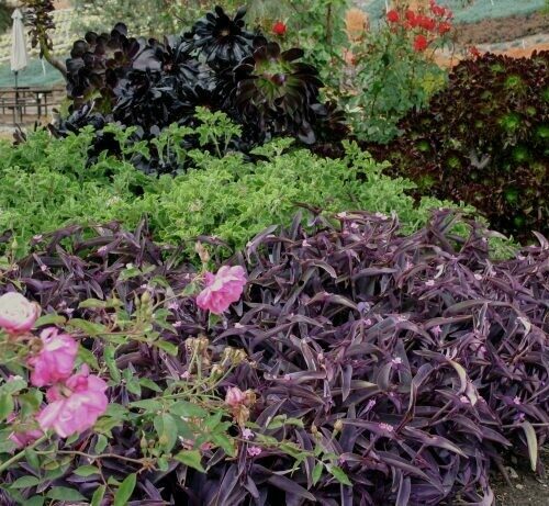 Tradescantia Pallida Virginiana