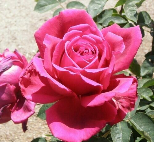 Rosa ‘Chrysler Imperial’