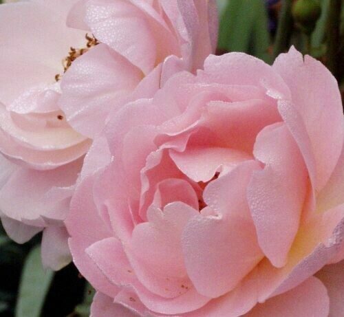 Rosa ‘Belle Story’