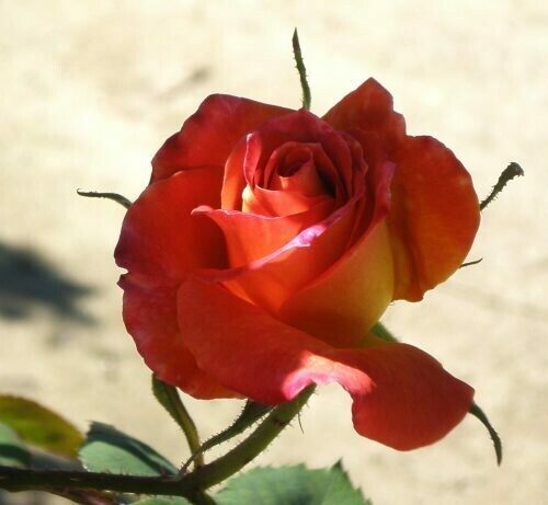 Rosa ‘Joseph’s Coat’