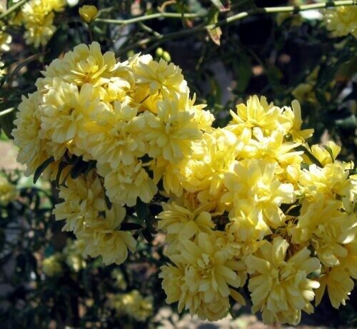Rosa ‘Lady Banks’ Yellow