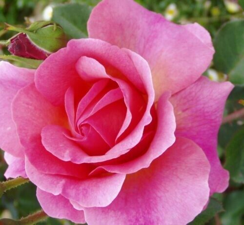 Rosa ‘Lilian Austin’