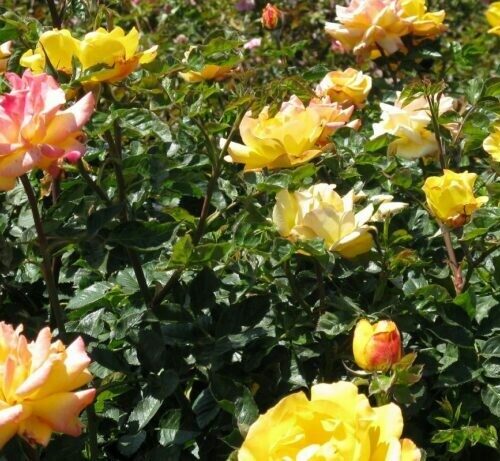 Rosa ‘Goldmarie’