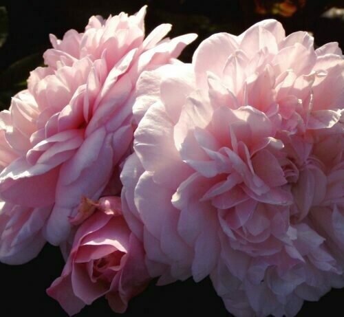 Rosa ‘Irene Watts’