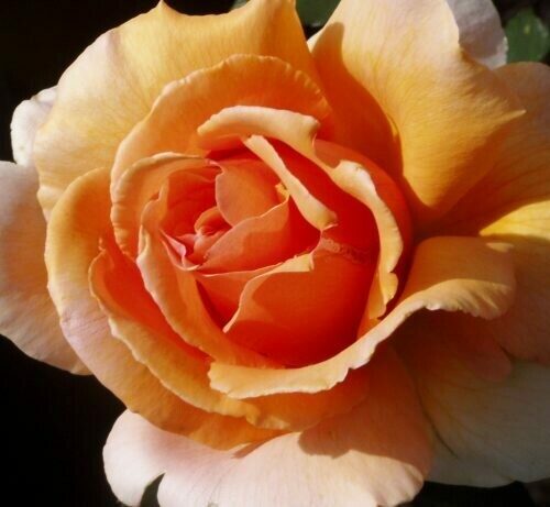 Rosa ‘Just Joey’