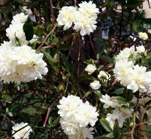 Rosa ‘Lady Banks’ White