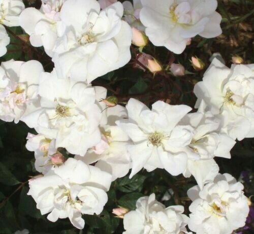 Rosa ‘Marie Pavie’