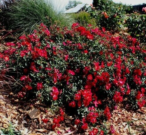 Rosa ‘Meidiland Cherry’