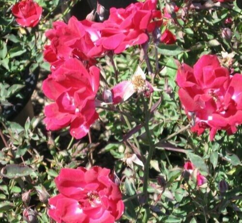 Rosa ‘Old Gay Hill Red China’