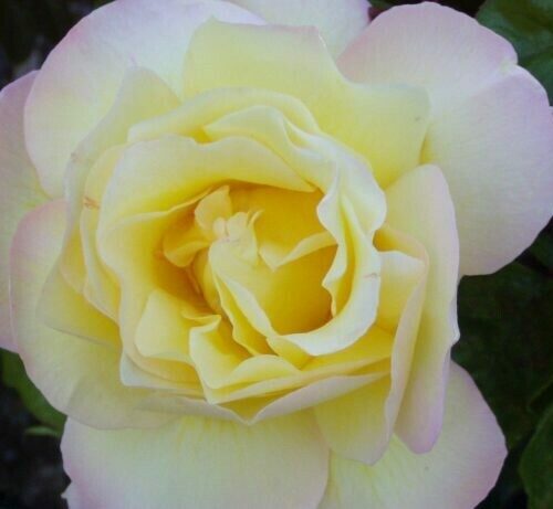 Rosa ‘Peace’