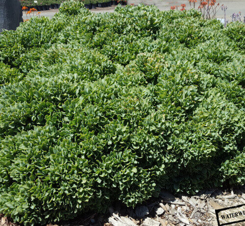 Crassula arborescens undulatifolia
