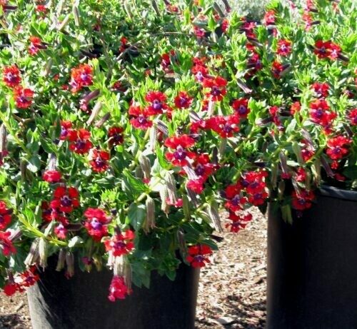 Cuphea llavea Crangrape