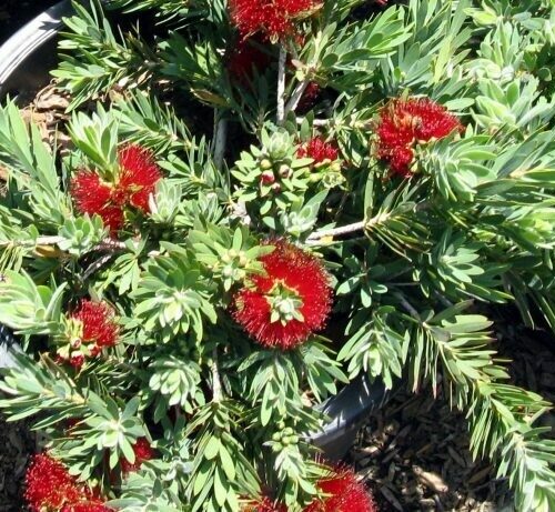 Callistemon citrinus Little John