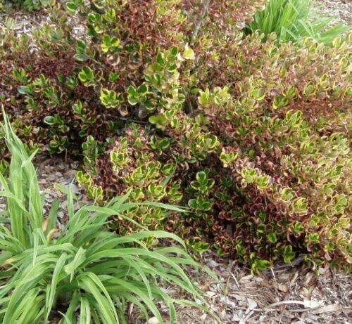 Coprosma baueri variegata