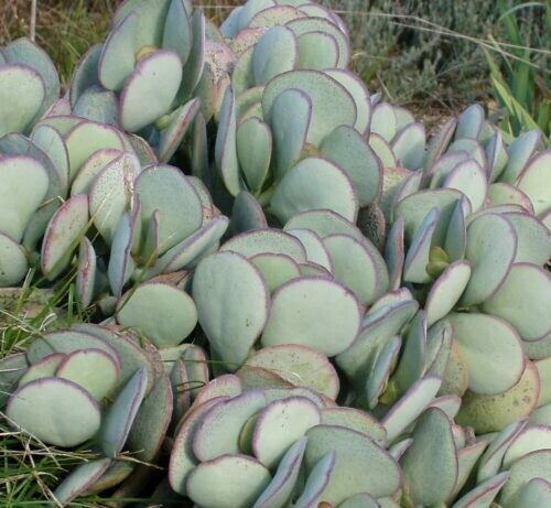 Crassula arborescens