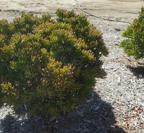Crassula ovata ‘Gollum’