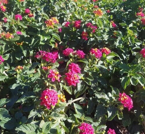 Lantana camara ‘Carnival’