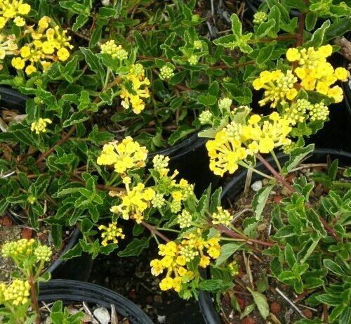 Lantana Golden Spreader