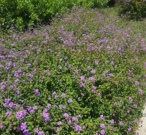 Lantana montevidensis
