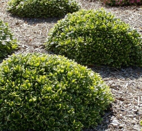 Pittosporum tobira Turner’s Dwarf