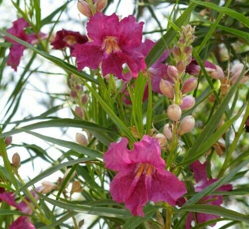Chilopsis linearis