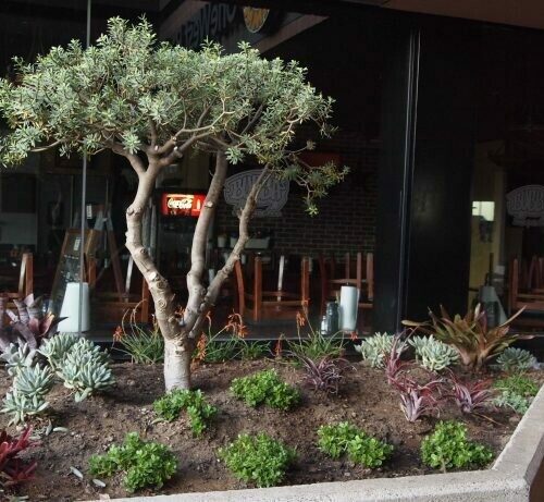 Euphorbia balsamifera