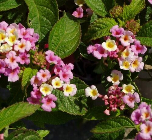 Lantana camara Dwarf Pink