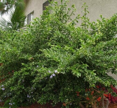 Duranta repens variegata ‘Brazilian Skyflower’