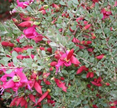 Eremophila maculata Red Hearts