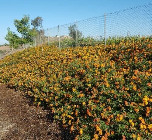 Lantana Dwrf Radiation Orange