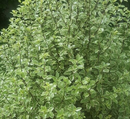 Pittosporum-‘Marjorie-Shannon’