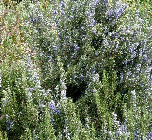 Rosmarinus officinalis ‘Prostratus’