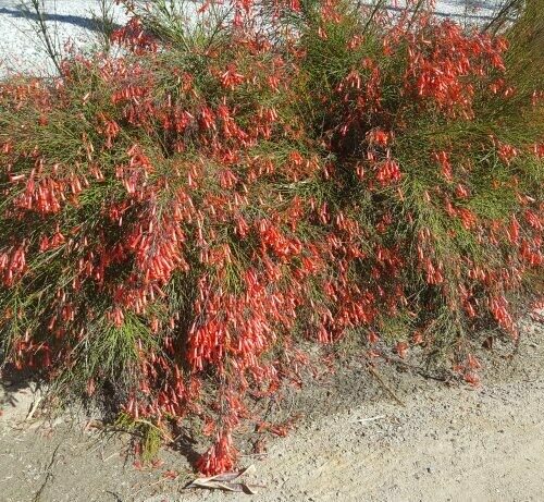 Russelia equisetiformis