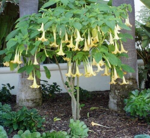 Brugmansia Angel’s Trumpet