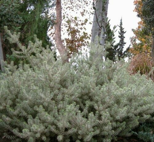 Westringea fruiticosa ‘Morning Light’