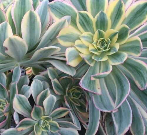 Aeonium Haworthii