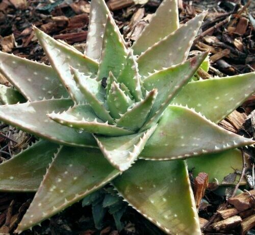 Aloe Brevifolia