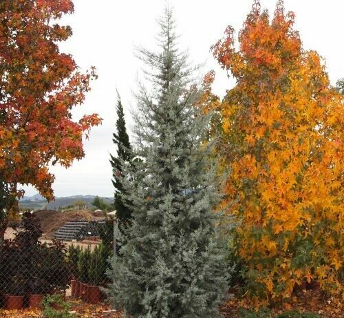 Cupressus arizonica glabra