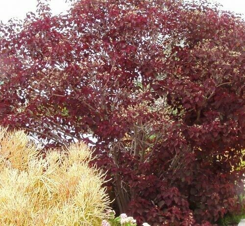 Euphorbia cotinifolia