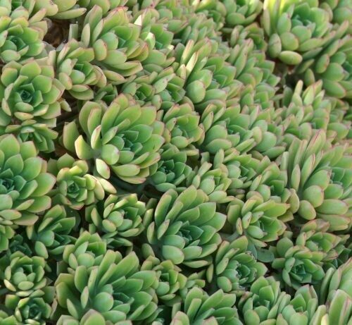Aeonium hyb. ‘Green Crush’