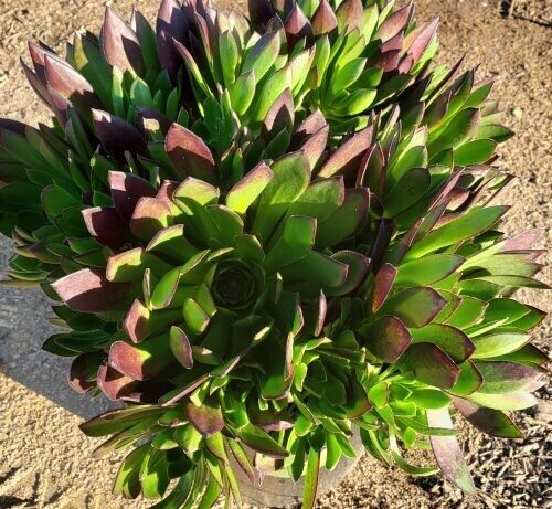 Aeonium hyb. ‘Merlot