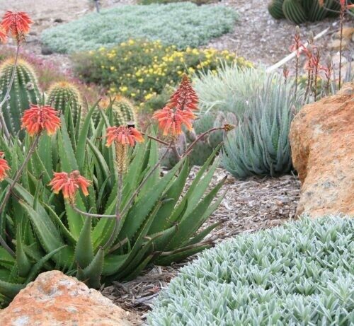 Aloe rudikoppe