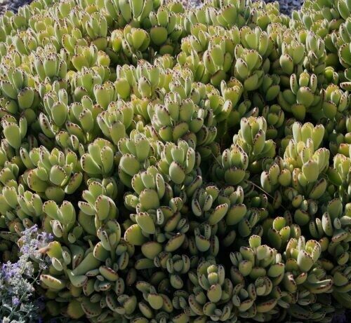 Cotyledon tomentosa