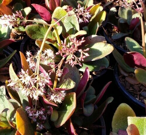 Crassula multicava ‘Red’